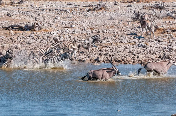 在纳米比亚北部的一个水坑里 一群惊慌失措的斑马和羚羊正在奔跑 — 图库照片