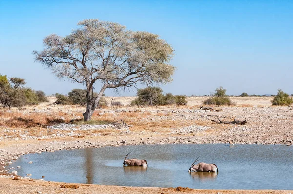 ナミビア北部の水飲み場の中にあるオリックス ガゼラ — ストック写真