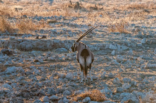 Oryx Oryx Gazella Entre Rocas Norte Namibia — Foto de Stock