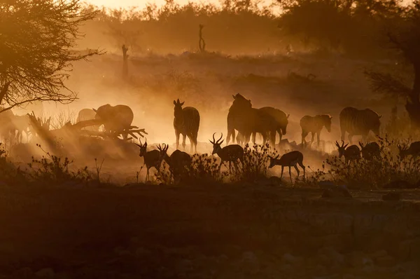 Silhuetter Burchells Zebror Och Springbok Promenader Vid Solnedgången Norra Namibia — Stockfoto