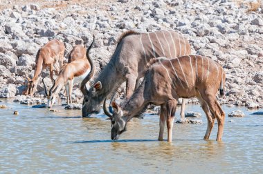 Kuzey Namibya 'daki bir su birikintisinde su içen Kudus boğaları, kazıklar ve yosun.