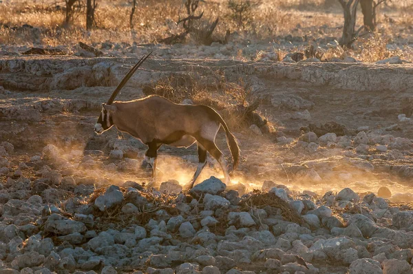 Oryx Oryx Gazella Caminhando Entre Rochas Norte Namíbia — Fotografia de Stock