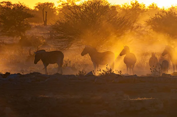 在纳米比亚北部的落日下行走的斑马Equus Quagga Burchellii的轮廓 — 图库照片