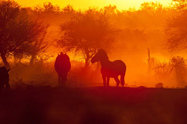 Silhuetter Burchells Zebras Equus Quagga Burchellii Vid Solnedgången Norra Namibia — Stockfoto