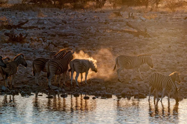 Burchells Zebras Equus Quagga Burchellii Ηλιοβασίλεμα Ένα Νερόλακκο Στη Βόρεια — Φωτογραφία Αρχείου