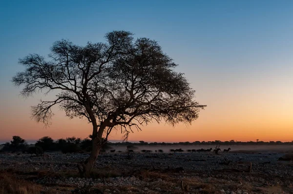 Sylwetki Burchellów Zebr Przechodzących Obok Dużego Drzewa Zachodzie Słońca Północnej — Zdjęcie stockowe