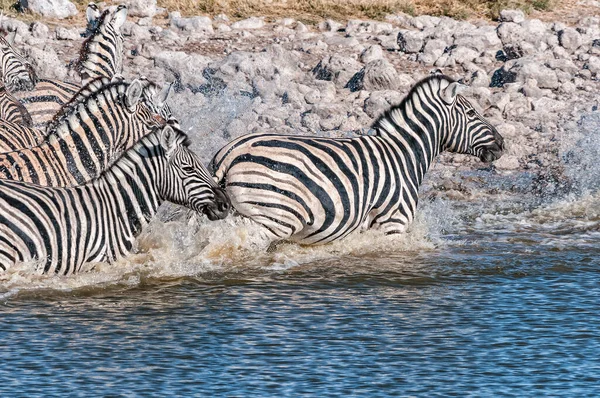 Startled Burchells Zebraer Kører Vandhul Det Nordlige Namibia - Stock-foto