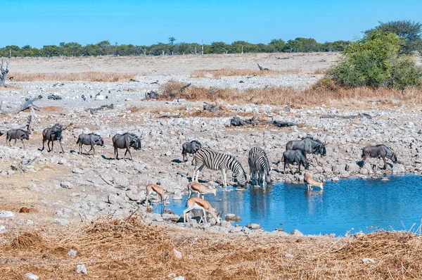 Burchells Zebry Springbok Niebieska Dzika Zwierzyna Przy Wodopoju Północnej Namibii — Zdjęcie stockowe
