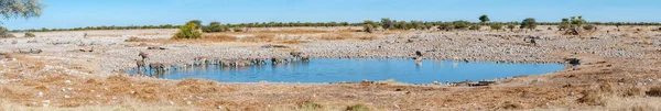 Panorama Burchells Zebra Herd Drinking Waterhole Northern Namibia — Stock Photo, Image