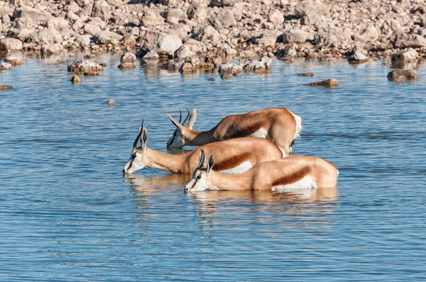 Springbok Antidorcas Marsupialis Eau Potable Dans Trou Eau Dans Nord — Photo