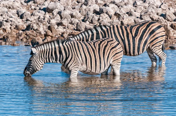 Burchells Zebras Drinking Waterhole Northern Namibia — Stock Photo, Image