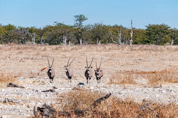 Oryx Oryx Gazella Walking Waterhole Northern Namibia — Stock Photo, Image