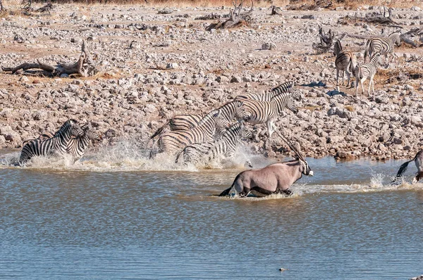 Startled Burchells Zebras Oryx Correndo Buraco Água Norte Namíbia — Fotografia de Stock