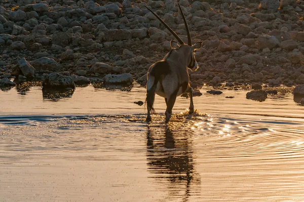 Oryx Oryx Gazella Einem Wasserloch Norden Namibias — Stockfoto