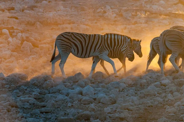 Burchells Zebras Equus Quagga Burchellii Caminhando Pôr Sol Norte Namíbia — Fotografia de Stock