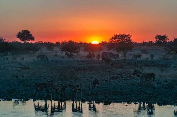 Burchells Zebras Equus Quagga Burchellii Vid Solnedgången Vid Ett Vattenhål — Stockfoto