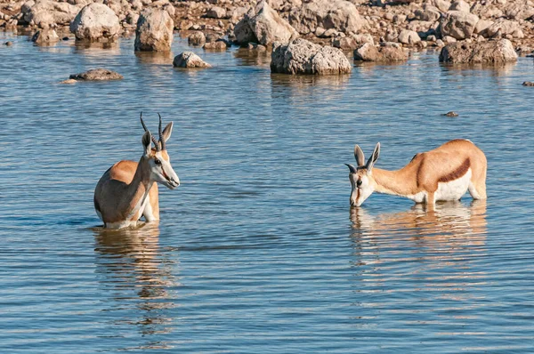 Springbock Antidorcas Marsupialis Einem Wasserloch Norden Namibias — Stockfoto