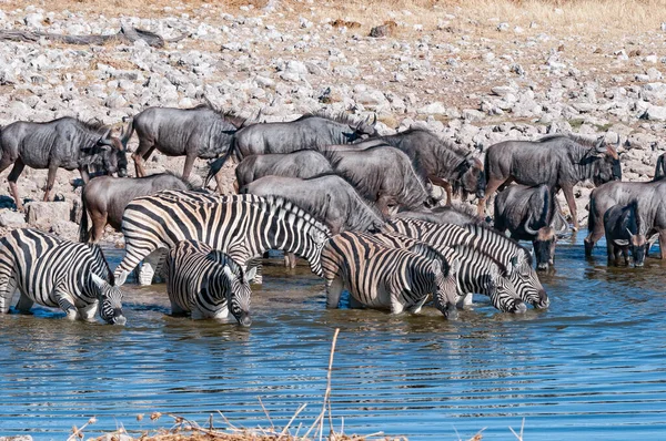 在纳米比亚北部的一个水坑里 斑马和蓝色的野牛正在喝水 — 图库照片