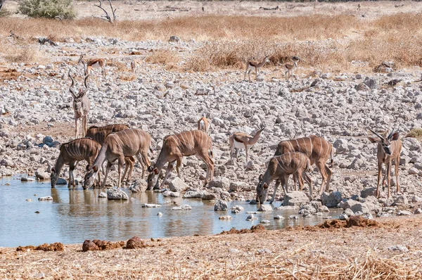 Kudus Springbok Eau Potable Dans Trou Eau Dans Nord Namibie — Photo