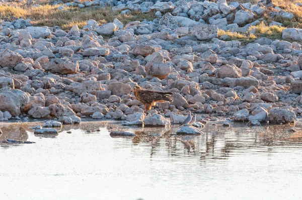 Águila Tawny Dos Palomas Tortugas Las Rocas Pozo Okaukeujo Norte — Foto de Stock