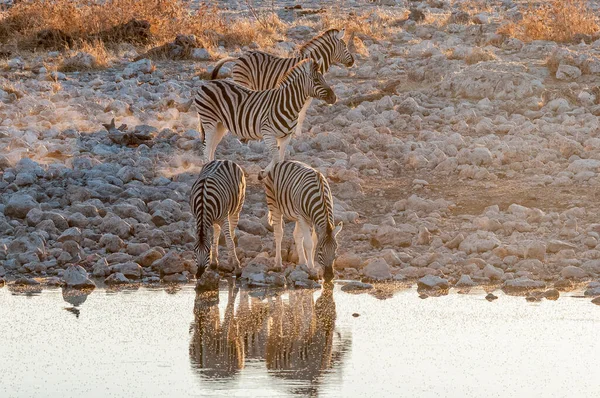 Burchells Zebras Bebendo Buraco Água Norte Namíbia — Fotografia de Stock