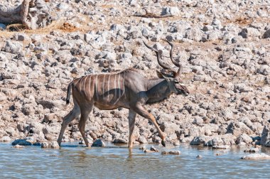 Kuzey Namibya 'daki bir su birikintisinde bir Kudu boğası.