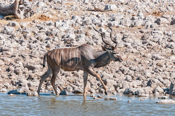 在纳米比亚北部的一个水坑里 一头Kudu公牛 — 图库照片