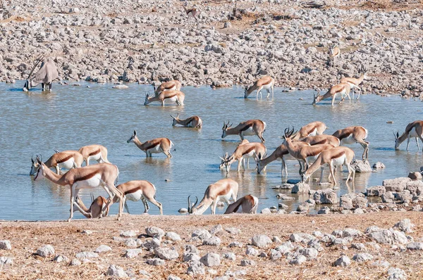 Ένα Κοπάδι Springbok Antidorcas Marsupialis Που Πίνει Μέσα Ένα Νερόλακκο — Φωτογραφία Αρχείου