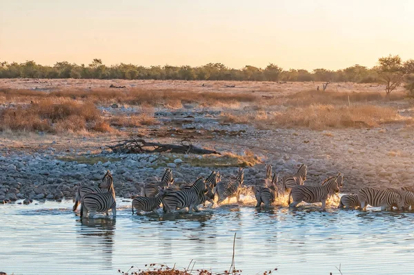 Burchells Zebre Che Corrono Una Pozza Acqua Tramonto Nel Nord — Foto Stock