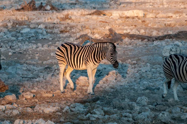 Burchells Zebra Equus Quagga Burchellii Promenader Vid Soluppgången Norra Namibia — Stockfoto