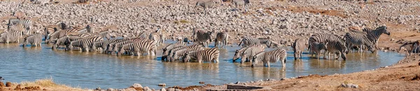 Panorama Einer Burchells Zebraherde Die Einem Wasserloch Norden Namibias Trinkt — Stockfoto