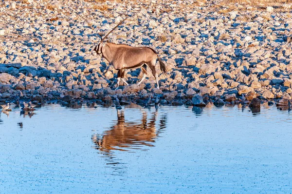 Oryx Oryx Gazella Kráčející Vedle Vodní Díry Severní Namibii — Stock fotografie