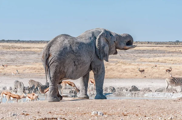 Ein Afrikanischer Elefant Trinkt Wasser Nebrownii Wasserloch Norden Namibias Burchells — Stockfoto