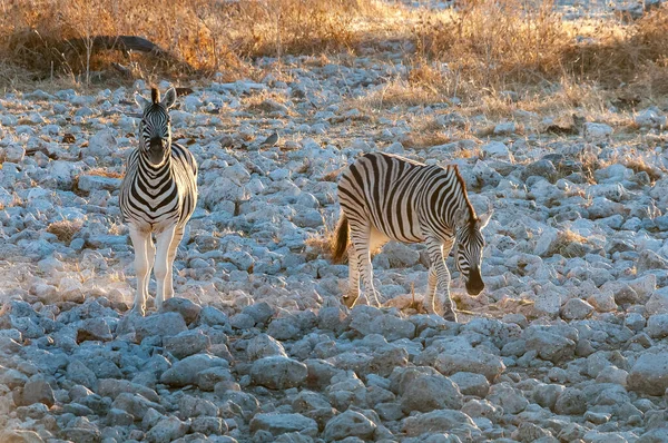 Burchells Zebrák Equus Quagga Burchellii Séta Naplementekor Észak Namíbiában — Stock Fotó