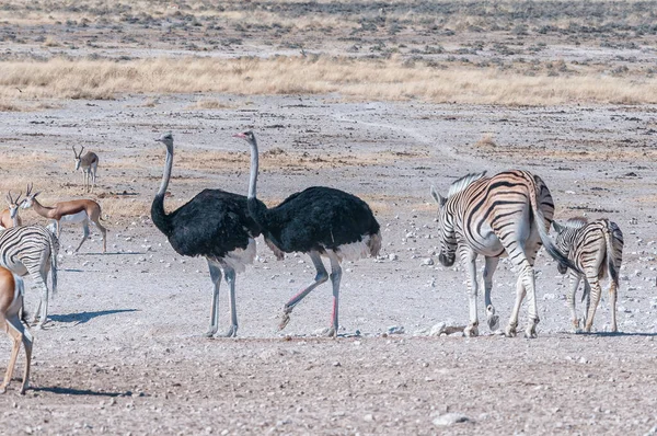 Cebras Burchells Avestruces Springbok Son Visibles Pozo Agua Nebrownii Norte —  Fotos de Stock