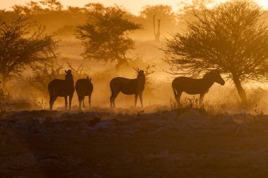 Burchells zebralarının siluetleri, Equus quagga burchellii, Kuzey Namibya 'da gün batımında