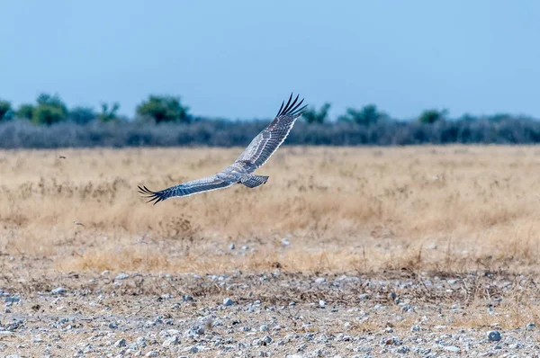 Aigle Martial Polemaetus Bellicosus Volant Dans Nord Namibie — Photo