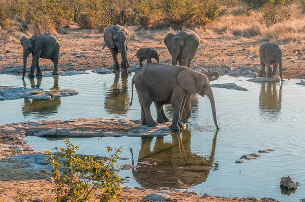 Afričtí Sloni Při Západu Slunce Pramene Halali Severní Namibii — Stock fotografie