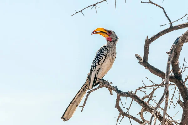 Een Southern Yellow Billed Hornbill Tockus Leucomelas Terugkijkend Een Boomtak — Stockfoto