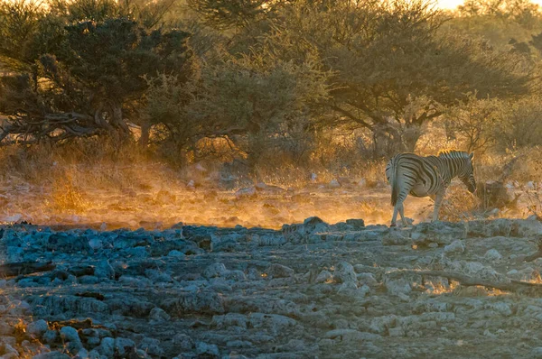 Зебра Бурчелса Equus Quagga Burchellii Прогулка Закате Северной Намибии — стоковое фото