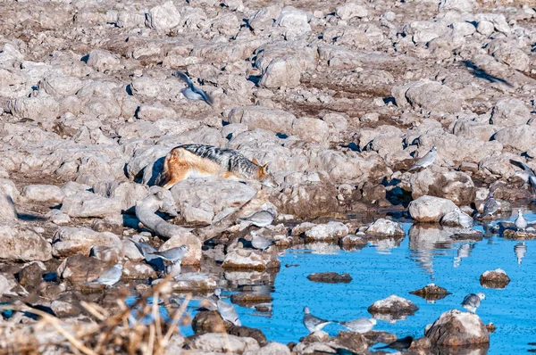 Chacal Con Respaldo Negro Mesomelas Canis Acechando Una Paloma Tortuga — Foto de Stock