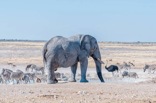 African Elephant Drinking Water Nebrownii Waterhole Northern Namibia Burchells Zebras — Stock Photo, Image