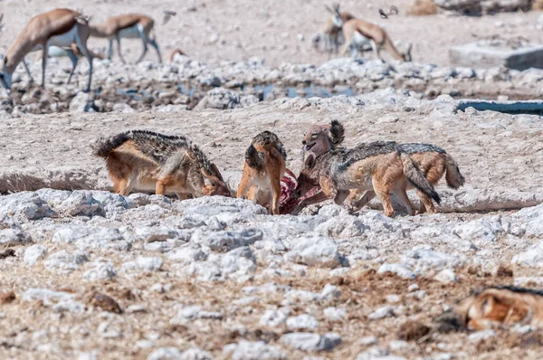 Pack Black Backed Jackal Canis Mesomelas Feasting Carcass — Stock Photo, Image