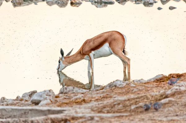 Springbok Antidorcas Marsupialis Pití Uvnitř Vodní Díry Severní Namibii — Stock fotografie