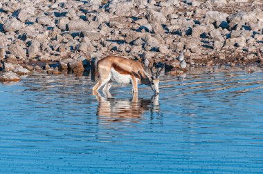 Springbok, Antidorcas Marsupialis, Kuzey Namibya 'da bir su birikintisinde.