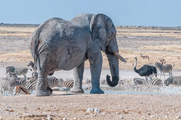 Африканский Слон Пьющий Воду Водопоя Неброунии Северной Намибии Видны Зебры — стоковое фото