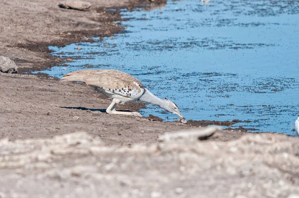 Vue Latérale Une Kori Bustard Ardeotis Kori Eau Potable Est — Photo