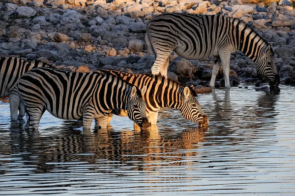 Zèbres Burchells Buvant Dans Trou Eau Dans Nord Namibie — Photo