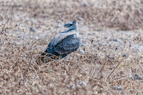 Örn Polemaetus Bellicosus Marken Norra Namibia — Stockfoto