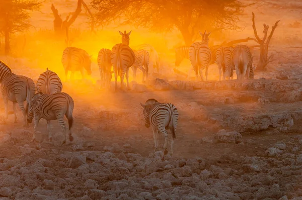 Burchells Zebrák Equus Quagga Burchellii Séta Naplementébe Észak Namíbiában — Stock Fotó